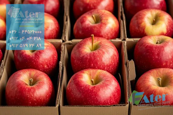 کارتن سیب صادراتی
