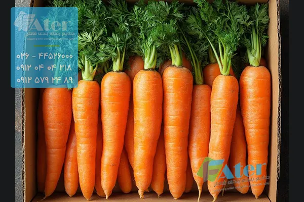 خرید عمده کارتن هویج